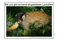 Eingebildeter-Lackaffe-1.pdf